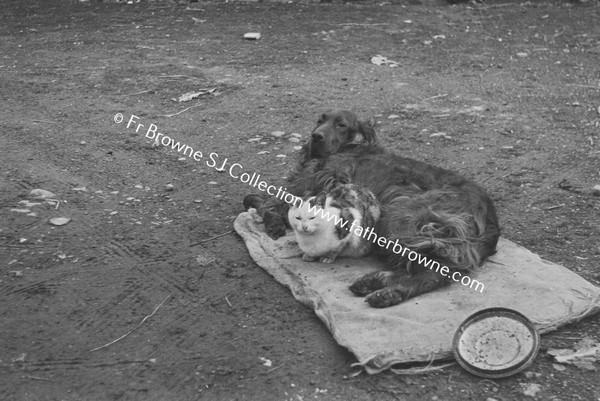 DOG AND CATS PLAYING